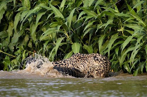 Biosphoto | 2602987 | Hunting scene of a jaguar (Panthera onca) catching a yacare caiman (Caiman yacare) in Pantanal, Brazil | &copy; Clément Fontaine / Biosphoto