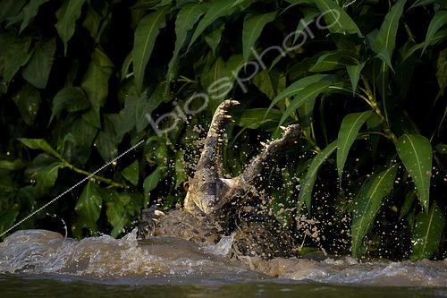 Biosphoto | 2602989 | Hunting scene of a jaguar (Panthera onca) catching a yacare caiman (Caiman yacare) in Pantanal, Brazil | &copy; Clément Fontaine / Biosphoto
