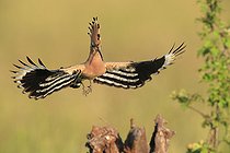 Biosphoto | 2588297 | Huppe fasciée (Upupa epops) arrivant en vol sur un perchoir, France | &copy; Christophe Perelle / Biosphoto