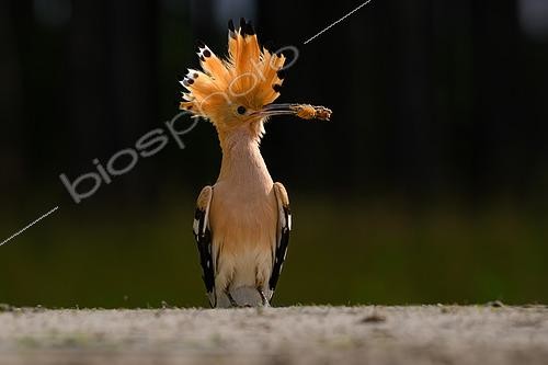 Biosphoto | 2601643 | Huppe fasciée (Upupa epops), avec une courtilière dans le bec, Hongrie | &copy; Régis Cavignaux / Biosphoto