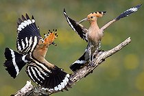 Biosphoto | 2453776 | Huppe fasciée (Upupa epops) couple, Parc naturel régional des Vosges du Nord, France | &copy; Michel Rauch / Biosphoto