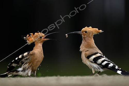 Biosphoto | 2601646 | Huppe fasciée (Upupa epops)mâle apportant une proie à la femelle, Hongrie | &copy; Régis Cavignaux / Biosphoto