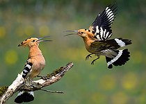 Biosphoto | 2453779 | Huppe fasciée (Upupa epops) prise de becs entre le mâle et la femelle, Parc naturel régional des Vosges du Nord, France | &copy; Michel Rauch / Biosphoto