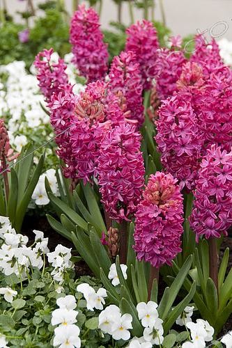 Biosphoto | 2499402 | Hyacinth 'Jan Bos' (Hyacinthus x orientalis Jan Bos) in bloom | &copy; Visions Pictures / Biosphoto