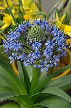 Biosphoto | 1989916 | Hyacinth of Peru in bloom in a garden | &copy; Catherine Fruhinsholz / Biosphoto