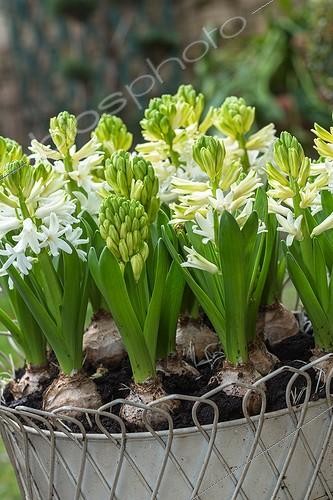 Biosphoto | 1961778 | Hyacinths in bloom on a garden terrace | &copy; Philippe Giraud / Biosphoto