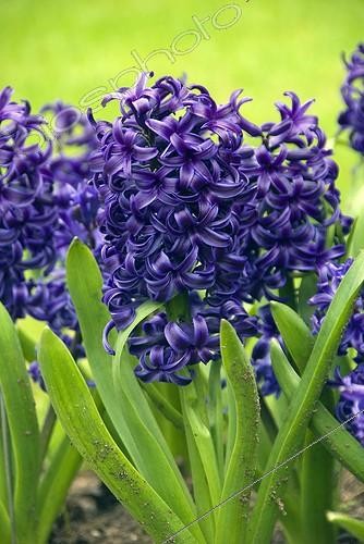 Biosphoto | 448170 | HYACINTHUS 'BLUE PEARL' | &copy; DIGIT images / Biosphoto