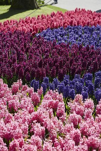 Biosphoto | 2536023 | Hyacinthus display | &copy; Visions Pictures / Biosphoto