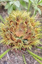 Biosphoto | 2546756 | Hybrid Cycas (Cycas revoluta x Cycas debaoensis), female cone | &copy; Jean-Michel Groult / Biosphoto