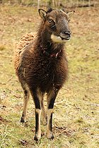 Biosphoto | 2395082 | Hybrid of Sheep and European Bighorn Sheep | &copy; Jean-François Noblet / Biosphoto