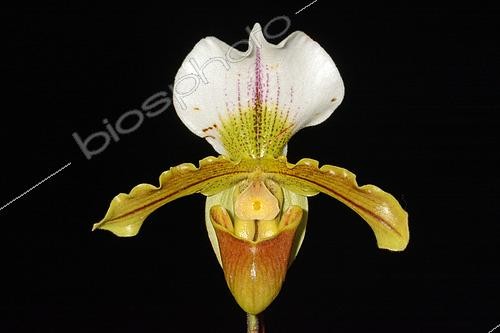 Biosphoto | 2455447 | Hybrid Paphiopedilum orchid on black background | &copy; David Massemin / Biosphoto