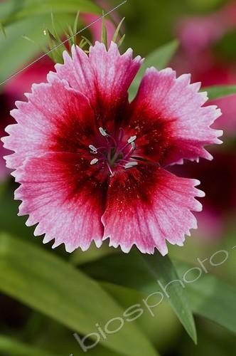 Biosphoto | 480092 | Hybrid pink in bloom in a garden | &copy; Frédéric Didillon / Biosphoto