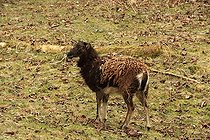 Biosphoto | 2395081 | Hybride de Mouton et de Mouflon d'Europe | &copy; Jean-François Noblet / Biosphoto