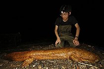 Biosphoto | 1614311 | Hybridization between a giant salamander of Japan and China | &copy; Cyril Ruoso / Biosphoto