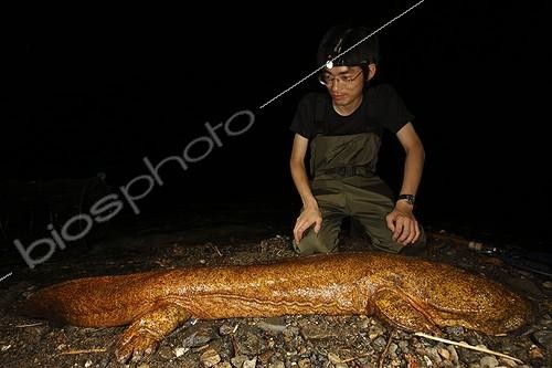 Biosphoto | 1614311 | Hybridization between a giant salamander of Japan and China ; Hybridization between a giant salamander of Japan and China. This specimen is 131 cm long and weighs 11.4 kg. The professor Matsui's work team (Kyoto university laboratory) is focus on hybridation case between japanese and chinese giant salamander. They are looking for hybrids in the Kamo river. | &copy; Cyril Ruoso / Biosphoto