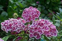 Biosphoto | 1249625 | Hydrangea 'Arlequin' in bloom in a garden | &copy; Frédéric Didillon / Biosphoto