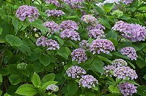 Biosphoto | 1249610 | Hydrangea 'Ayesha' in bloom in a garden | &copy; Frédéric Didillon / Biosphoto
