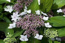 Biosphoto | 1249607 | Hydrangea 'Geoffrey Chadbund' in bloom in a garden | &copy; Frédéric Didillon / Biosphoto