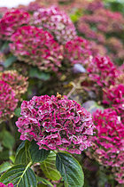 Biosphoto | 2609996 | Hydrangea (Hydrangea sp) flowers in autumn, Pas de Calais, France | &copy; Yann Avril / Biosphoto