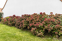 Biosphoto | 2609998 | Hydrangea (Hydrangea sp) in bloom in autumn, along the wall of a house, Pas de Calais, France | &copy; Yann Avril / Biosphoto