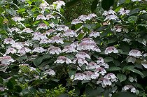 Biosphoto | 1249601 | Hydrangea in bloom in a garden | &copy; Frédéric Didillon / Biosphoto