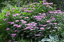 Biosphoto | 1249616 | Hydrangea in bloom in a garden | &copy; Frédéric Didillon / Biosphoto