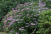 Biosphoto | 1249619 | Hydrangea in bloom in a garden | &copy; Frédéric Didillon / Biosphoto