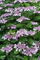 Biosphoto | 1249630 | Hydrangea in bloom in a garden | &copy; Frédéric Didillon / Biosphoto