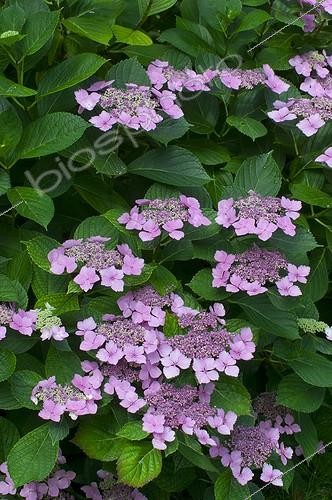Biosphoto | 1249632 | Hydrangea in bloom in a garden | &copy; Frédéric Didillon / Biosphoto