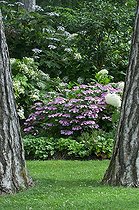 Biosphoto | 1249636 | Hydrangea in bloom in a garden | &copy; Frédéric Didillon / Biosphoto