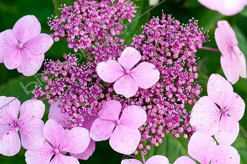 Biosphoto | 2012332 | Hydrangea in bloom in a garden | &copy; Yann Avril / Biosphoto