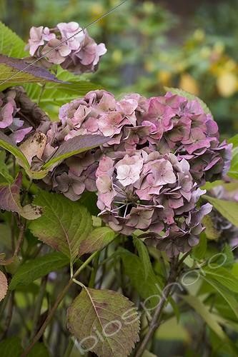 Biosphoto | 742190 | Hydrangea in bloom in a garden in autumn | &copy; NouN / Biosphoto