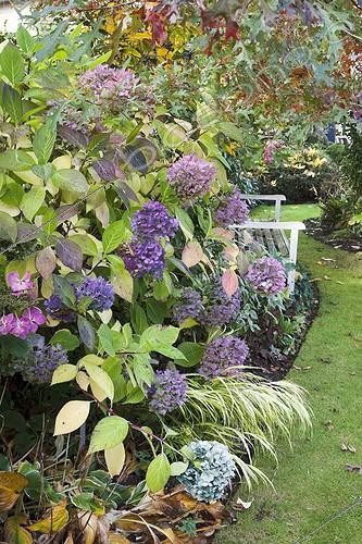 Biosphoto | 846459 | Hydrangea in bloom in a garden in autumn | &copy; NouN / Biosphoto