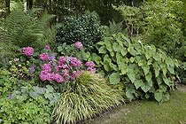Biosphoto | 1181042 | Hydrangea 'L K 49' and begonia on a garden border | &copy; NouN / Biosphoto