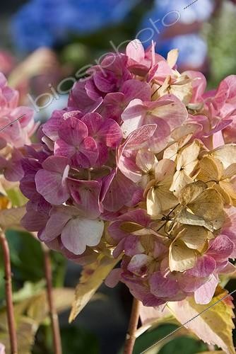 Biosphoto | 447280 | HYDRANGEA MACROPHYLLA | &copy; DIGIT images / Biosphoto
