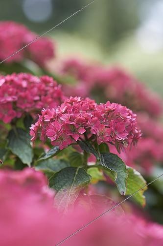 Biosphoto | 2541778 | Hydrangea macrophylla 'You and Me Together', fleurs | &copy; Visions Pictures / Biosphoto