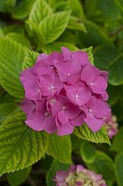Biosphoto | 1249605 | Hydrangea 'Mme G.F. Bier' in bloom in a garden | &copy; Frédéric Didillon / Biosphoto