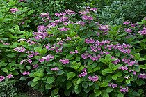 Biosphoto | 1249622 | Hydrangea 'Möwe' in bloom in a garden | &copy; Frédéric Didillon / Biosphoto