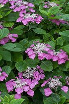 Biosphoto | 1249624 | Hydrangea 'Möwe' in bloom in a garden | &copy; Frédéric Didillon / Biosphoto