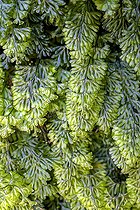 Biosphoto | 2595744 | Hyménophylle de Tunbridge (Hymenophyllum tunbrigense), petite fougère dont les frondes sont translucides, d'apparence fragile, elles ne comportent que quelques couches de cellules. Elle peut former des colonies importantes sur des rochers humides siliceux, souvent au milieu de mousses. Galice - Espagne | &copy; Jean-Philippe Delobelle / Biosphoto