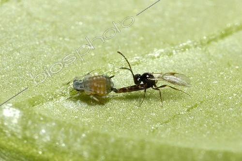 Biosphoto | 293980 | Hyménoptère parasitoïde pondant dans un Puceron du melon | &copy; Jean-Claude Malausa / Biosphoto