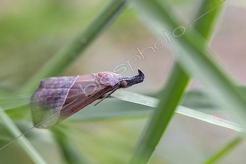 Biosphoto | 2487774 | Hypène livide (Hypena lividalis) sur un brin d'herbe, Gard, France | &copy; Marie Aymerez / Biosphoto