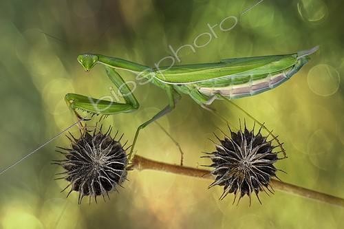 Biosphoto | 2057246 | I want to ride my bicycle - Praying mantis on dry flower seems to ride a bicycle | &copy; Alberto Ghizzi Panizza / Biosphoto