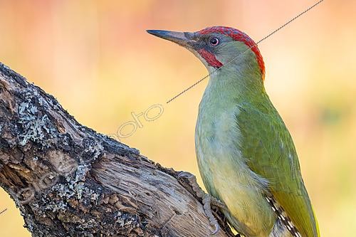Biosphoto | 2628592 | Iberian Green Woodpecker (Picus sharpei) adult male. Crémenes, León province, Castilla y León, Spain. | &copy; Pablo Barrena / Biosphoto