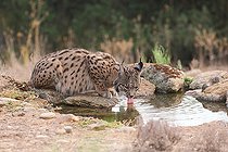 Biosphoto | 2602343 | Iberian lynx (Lynx pardinus) adult female drinking from a spring, province of Castilla la Mancha, Spain | &copy; Jean Mayet / Biosphoto