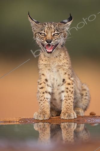 Biosphoto | 2628029 | Iberian lynx (Lynx pardinus), cub drinking. Peñalajo, Ciudad Real, Castilla-La Mancha, Spain. | &copy; Pablo Barrena / Biosphoto