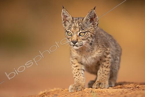 Biosphoto | 2628030 | Iberian lynx (Lynx pardinus), cub portrait. Peñalajo, Ciudad Real, Castilla-La Mancha, Spain. | &copy; Pablo Barrena / Biosphoto
