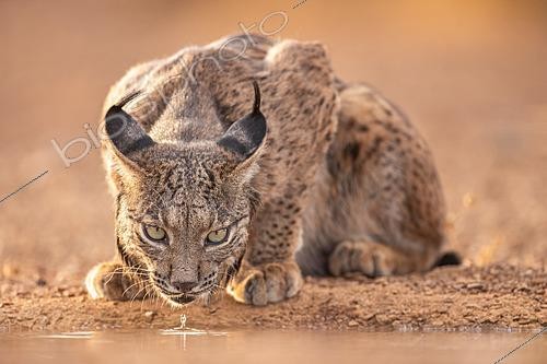 Biosphoto | 2627757 | Iberian lynx (Lynx pardinus) drinking water, Santa Cruz de Mudela, Ciudad Real, Spain | &copy; Pablo Barrena / Biosphoto