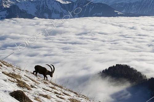 Biosphoto | 1211998 | Ibex male in rut and sea of clouds Valais Alps Switzerland  | &copy; Olivier Born / Biosphoto