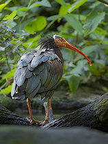 Biosphoto | 2609767 | Ibis chauve (Geronticus eremita) buvant, Zoo de Hellabrunn, Munich, Allemagne. | &copy; Martin Zwick / Biosphoto